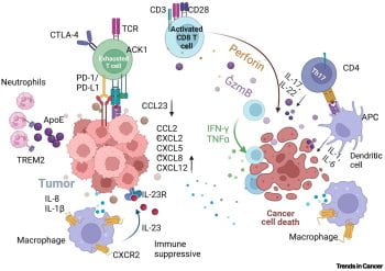 Immune cell interactions in the tumor microenvironment.